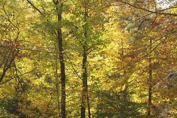 Obraz premium yellow leaves on fall trees