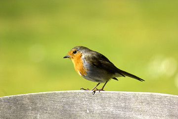 robin