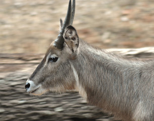 Fototapeta premium elk head