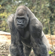 gorilla19