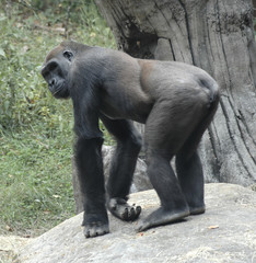 gorilla2