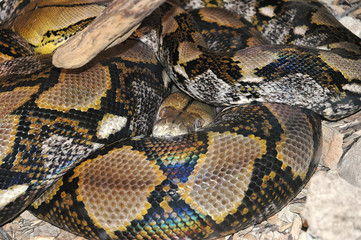 Obraz premium snake10