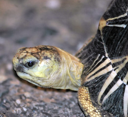 Obraz premium turtle2