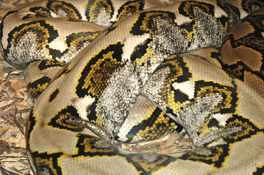 snake8