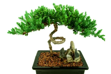 Acrylic prints Bonsai bonsai