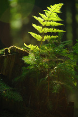 fern © Tomasz Kubis