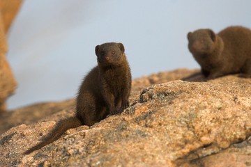 dwarf mongoose