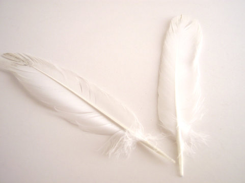 two feathers