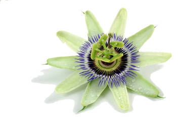 passion flower