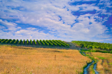 wine plantation in macedonia