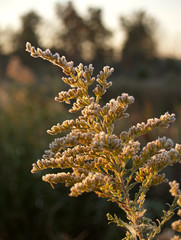 frost on  goldenrod  flower close-up