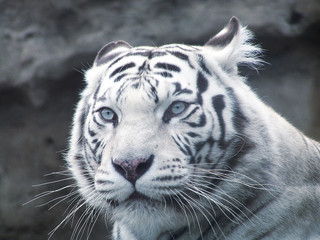 Naklejka premium white tiger predator