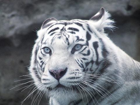 white tiger   predator
