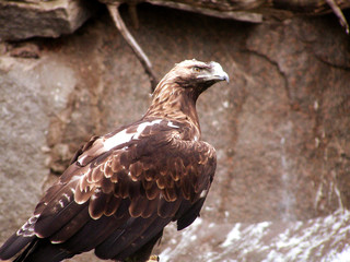 eagle   bird of prey