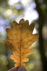 Naklejka na ściany i meble holding autumn leaf