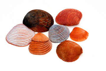 a group of sea shells
