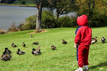 boy watching ducks