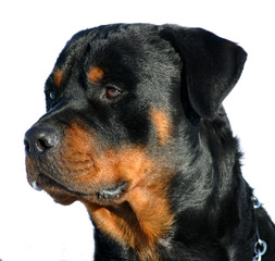 tete de rottweiler