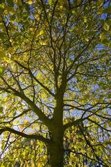 Fototapeta premium tree in autumn leaf