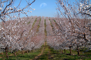 almond trees landscape
