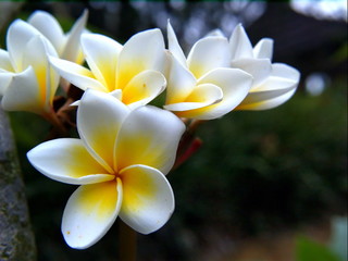 frangipani