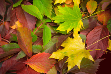 leaves background