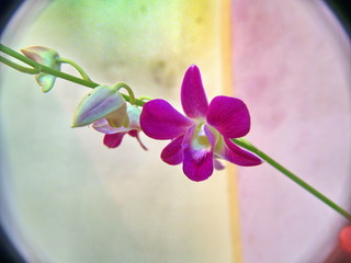 orchid
