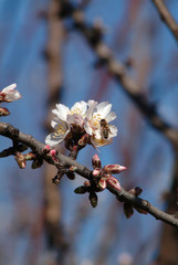 almond blossoms and bee