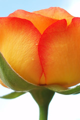 Naklejka premium yellow and orange rose