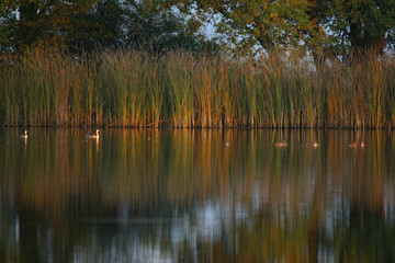 abendliche stimmung am teich