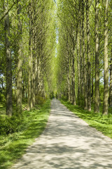 avenue of poplar trees