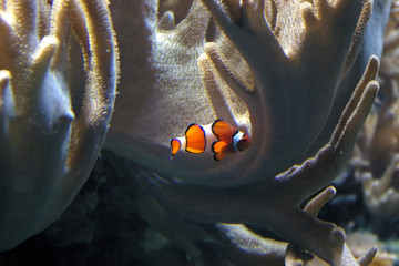 the clown fish