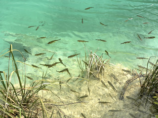 fishes iii