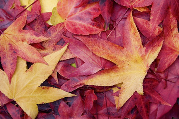 autumn leaves