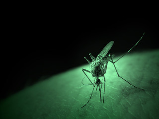mosquito - 1608563