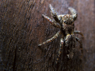 jumping spider