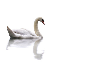 swan - 1608572