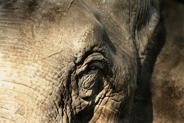 Obraz premium eléphant thailande