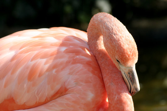 flamand rose