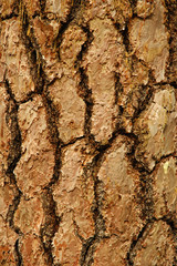 bark