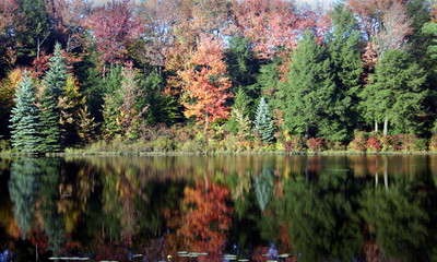 fall trees reflected in the water