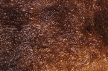australian possum fur