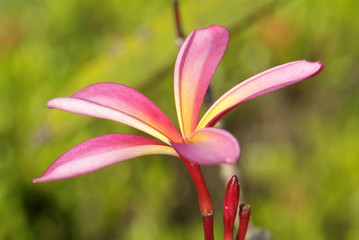 young leaf of plumeria