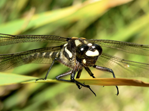 dragonfly