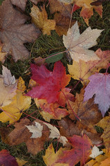 fall colors