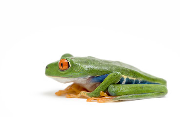 red eyed tree frog