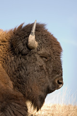 Fototapeta premium bison sleeping