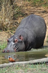 scarred hippo