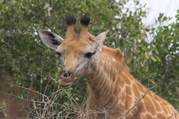 giraffe