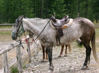horse